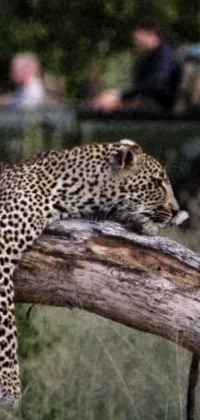 Enjoy an amazing live wallpaper featuring a fierce leopard resting on a tree branch in the heart of the bushveld
