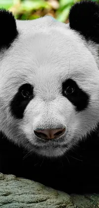 This live wallpaper for phones features an amazing, photorealistic shot of a peaceful and majestic black and white panda bear