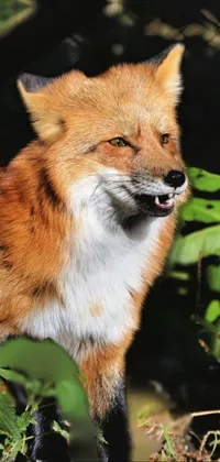 Plant Carnivore Red Fox Live Wallpaper