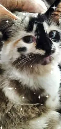 If you're a cat lover, you will adore this close-up phone live wallpaper of a beautifully painted feline