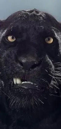 Looking for a striking and realistic live wallpaper for your phone? Check out this black panther portrait wallpaper! Capturing the majestic beauty of this big cat up close and personal, it features incredible hyperrealistic details that make it look like it's almost jumping out of your phone
