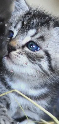 Decorate your phone with this stunning live wallpaper featuring a cute and photorealistic kitten sitting on top of hay, with stars in its eyes