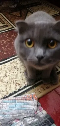 This live wallpaper features a gray cat with gold eyes on top of a rug in a cozy living room setting