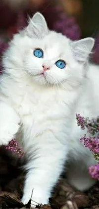 Get this stunning live wallpaper for your phone featuring a beautiful white cat with bright blue eyes standing in a field of vibrant flowers