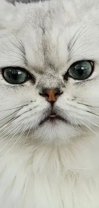 This phone live wallpaper features a beautiful photorealistic image of a white cat next to a laptop computer