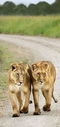 Enjoy the elegance and breathtaking sight of a lion couple walking down a dirt road with this stunning phone live wallpaper