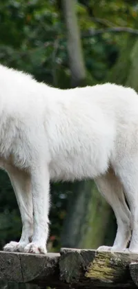 Experience the breathtaking beauty of wildlife with this stunning white wolf phone live wallpaper