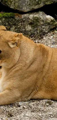 This captivating live wallpaper features a stunning close-up of a majestic lion lying on the ground and enjoying a snack