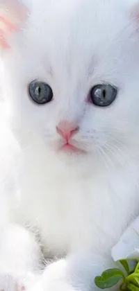 This phone live wallpaper showcases a high-quality, photorealistic image of a white kitten with blue eyes
