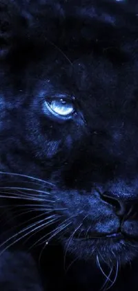 This phone live wallpaper showcases a striking close-up of a black panther with captivating blue eyes