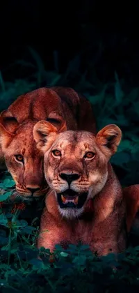 This phone live wallpaper depicts two lions laying on a green field against a dark background