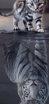 This phone live wallpaper showcases a majestic white tiger cat standing on a realistic-looking puddle of water, creating mesmerizing water refractions