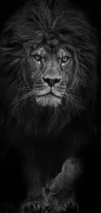 This phone wallpaper showcases a captivating black and white photograph of a majestic lion, creating a timeless and sophisticated feel to your device's screen
