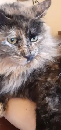 This phone live wallpaper showcases a heartwarming close-up of a person holding their aging calico cat in a fluffy white cloud, with the feline's matted fur evident