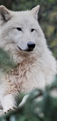 This live wallpaper displays a stunning white wolf laying down in a serene forest setting