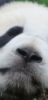 Bring a touch of peace and cuteness to your phone with this panda live wallpaper
