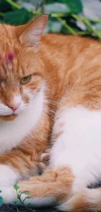 Get mesmerized by a live wallpaper featuring an adorable orange and white cat, with blood dripping down its head