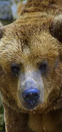 This live phone wallpaper showcases a close-up photo of a large brown bear standing in front of a stone wall