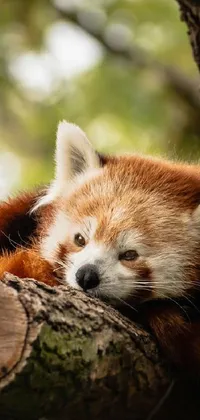 This stunning live wallpaper features a red panda relaxing on a tree branch against a Chinese symbol backdrop