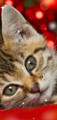 This live wallpaper showcases a delightful image of a tiny kitten resting on a red blanket
