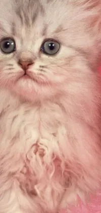 This phone live wallpaper showcases a furry art style kitten resting on a pink blanket