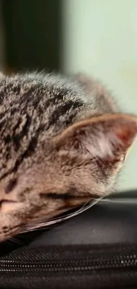 This phone wallpaper showcases a sleeping cat on a suitcase in stunning 4k resolution, with a zoomed-in view of the feline's neck texture