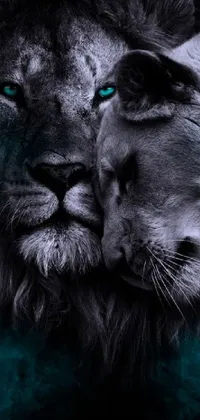 This phone live wallpaper depicts two lions standing next to each other in a stunning portrait