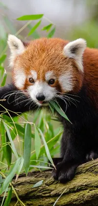 This live phone wallpaper showcases a vibrant depiction of a red panda relaxing on a tree branch amid a lush green background