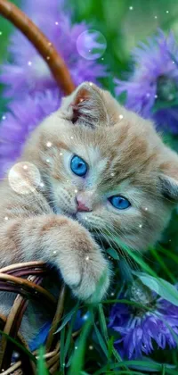 Plant Cat Blue Live Wallpaper