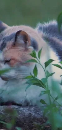 Plant Cat Felidae Live Wallpaper