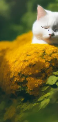 Plant Cat Flower Live Wallpaper