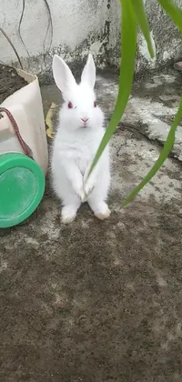 Plant Cat Rabbit Live Wallpaper