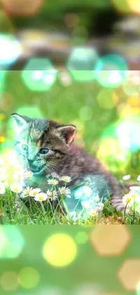 Plant Cat Small To Medium-sized Cats Live Wallpaper