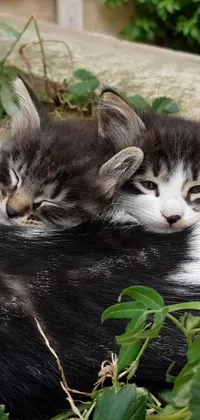 This beautiful live wallpaper for your phone features a captivating image of two cats snuggled together in a garden setting