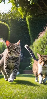 Plant Cat Vertebrate Live Wallpaper