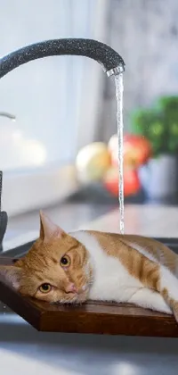 Plant Cat Water Live Wallpaper
