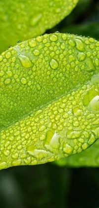 Plant Closeup Leaf Live Wallpaper