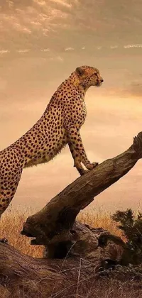 Experience the thrill of the wild on your device with this stunning live wallpaper featuring a cheetah standing on a tree branch