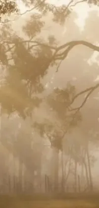 Plant Cloud Fog Live Wallpaper