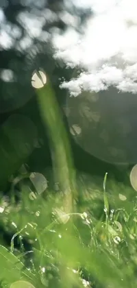 Plant Cloud Natural Landscape Live Wallpaper