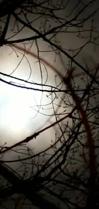 This live wallpaper for your phone depicts a full moon shining through the intricate branches of a tree against the dark, winter evening sky