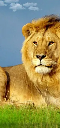 This phone live wallpaper features a majestic lion resting on a lush green field, with its piercing gaze directed at the camera