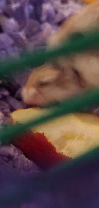 This phone live wallpaper depicts a sweet hamster enjoying a fresh apple inside its cage, creating a cozy and charming atmosphere