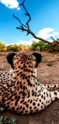 This stunning live wallpaper features a cheetah resting on the ground with a beautiful tree in the backdrop