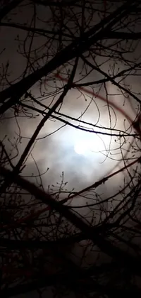 This phone live wallpaper displays a captivating image of a full moon peeking through the branches of a tree