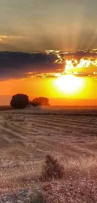 This stunning phone live wallpaper features a red fire hydrant surrounded by vast wheat fields, set against a beautiful New Mexico sunset panorama