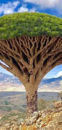 This live wallpaper features a mesmerizing dragon blood tree set against a desert backdrop