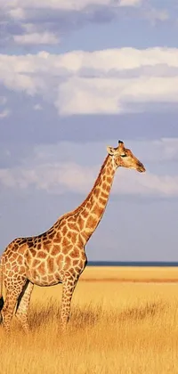 Enhance your device's look with an alluring live wallpaper featuring a stunning giraffe