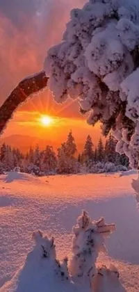 This live wallpaper features a serene winter landscape with snow covered trees and ground illuminated by a stunning orange and pink sunset