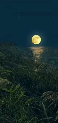 Enjoy a stunning phone live wallpaper featuring a picturesque full moon rising over a tranquil body of water amidst a magical marsh
